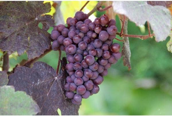 Druiven uit eigen tuin