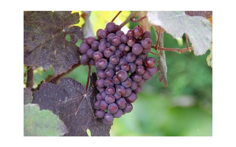 Druiven uit eigen tuin