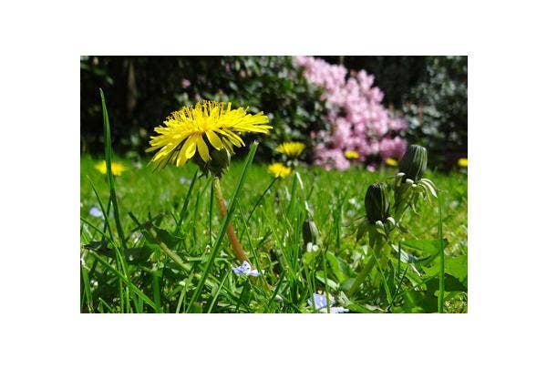 paardenbloem verwijderen