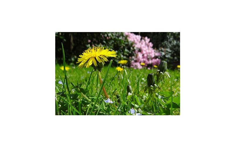 paardenbloem verwijderen