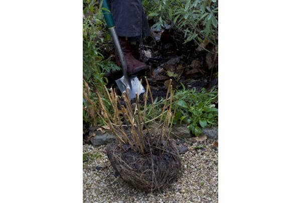 Verplanten van planten en struiken