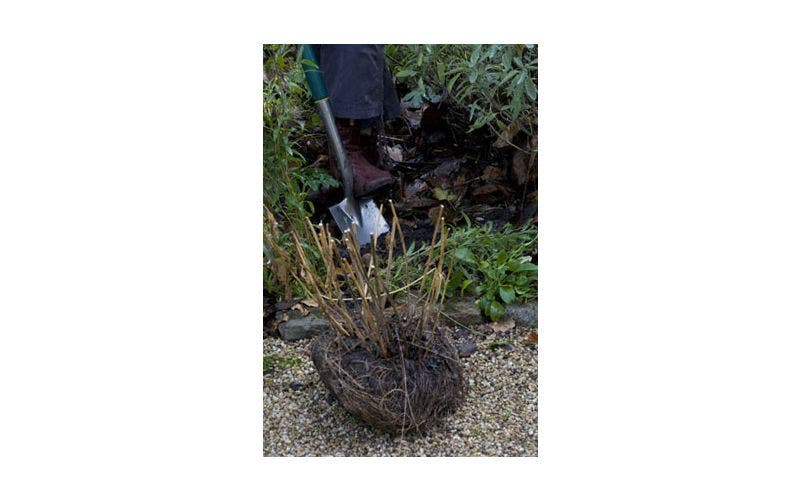 Verplanten van planten en struiken