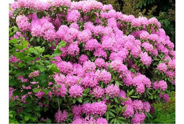 Japanse azalea Rhododendron Mollis