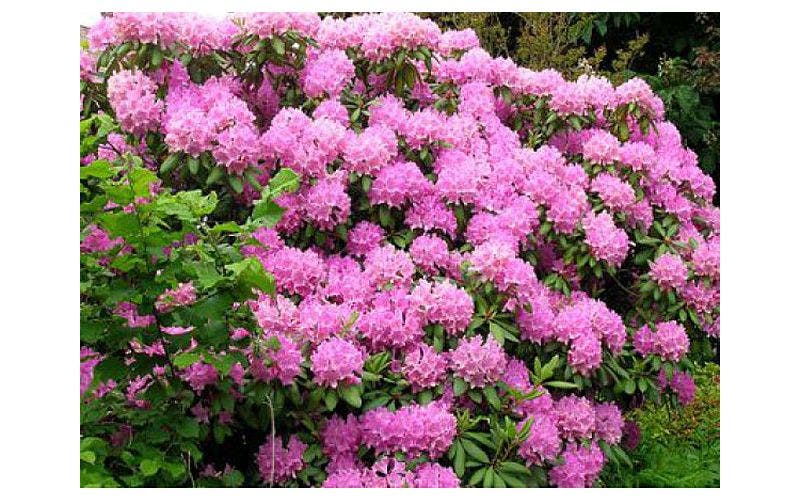 Japanse azalea Rhododendron Mollis