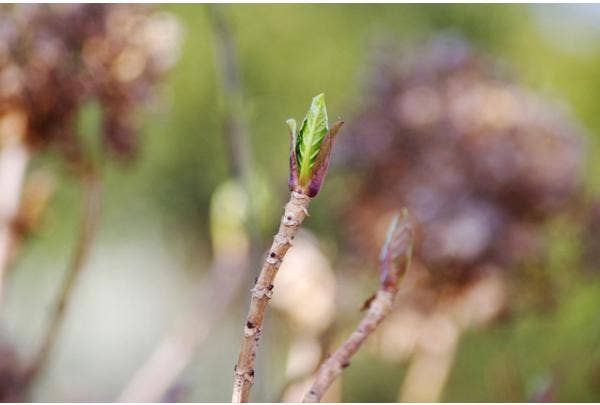 Planten tegen vorst beschermen