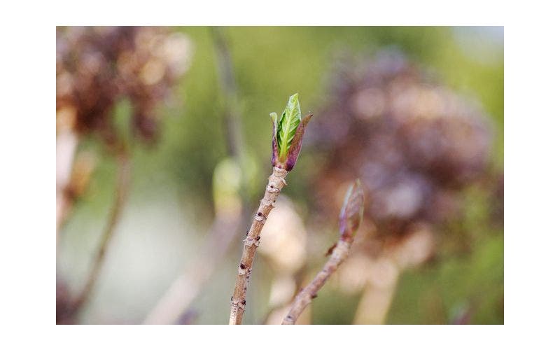 Planten tegen vorst beschermen