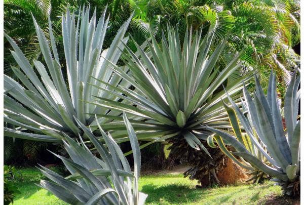 Exotische planten