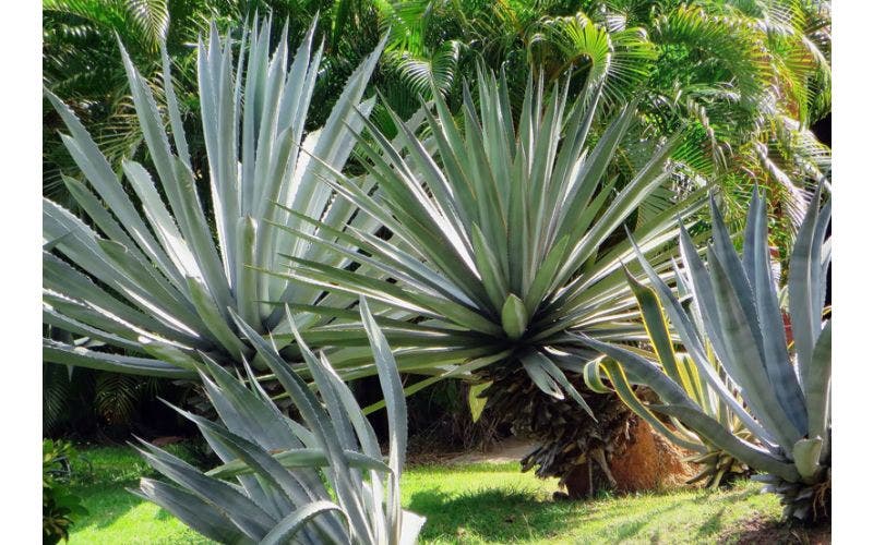 Exotische planten
