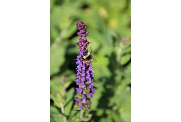 Salie (Salvia) planten en snoeien