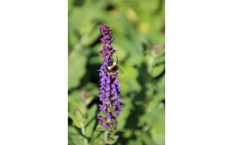 Salie (Salvia) planten en snoeien