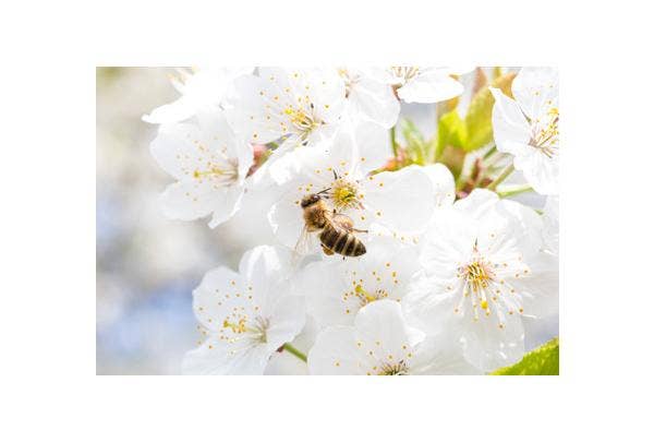 Bijen helpen in de tuin - bijenplanten