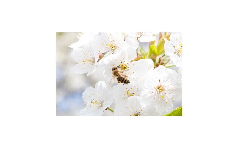 Bijen helpen in de tuin - bijenplanten