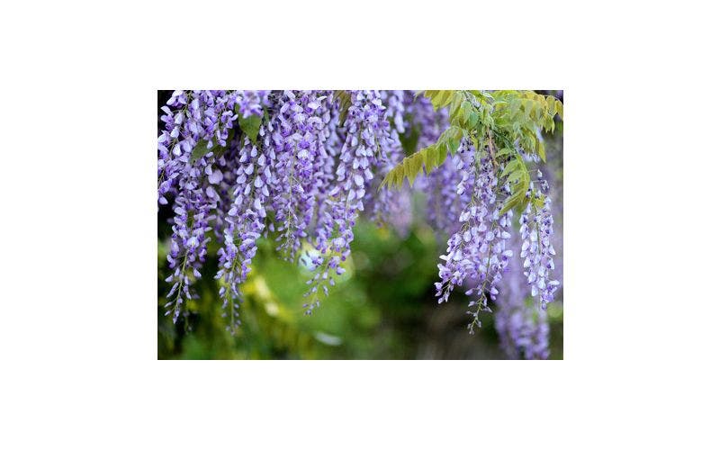 Blauweregen bloeit niet
