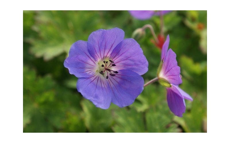 Geranium - planten, verzorgen, snoeien