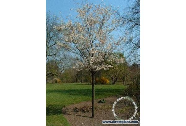 Winterbloeiende sierkers - Prunus subhirtella 'Autumnalis'