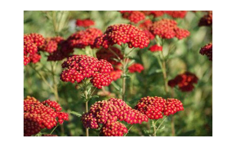 Duizendblad (Achillea millefolium)