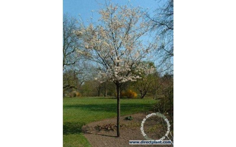 Winterbloeiende sierkers - Prunus subhirtella 'Autumnalis'