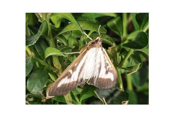 buxusmot of buxusrups bestrijden