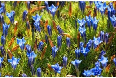 Blauwe Gentiaan Directplant