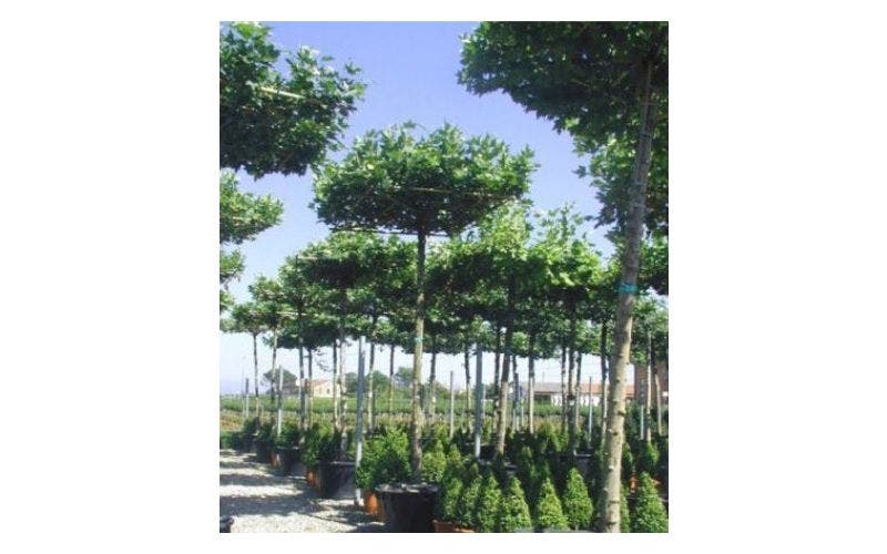 Dakbomen voor schaduw