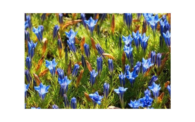 blauwe gentiaan (Gentiana)