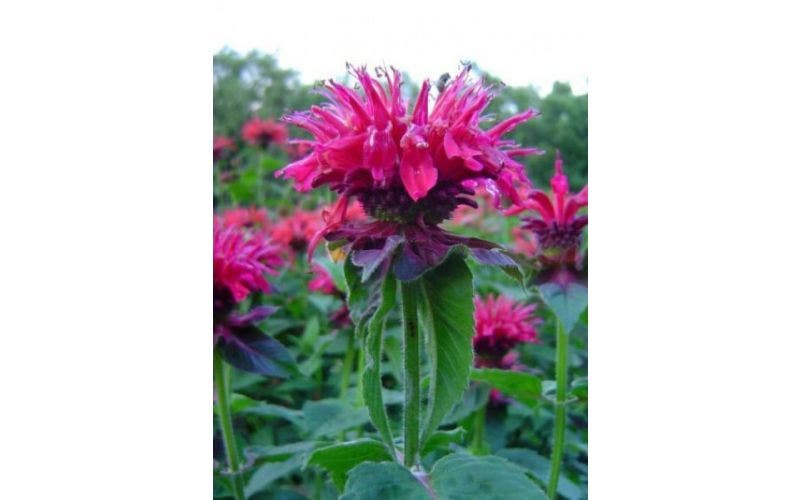 bergamotplant (Monarda)
