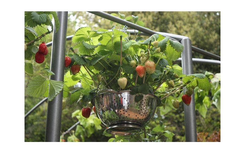 aardbeien planten