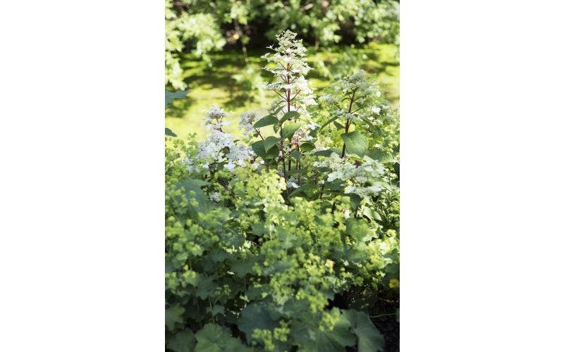 witte hortensia