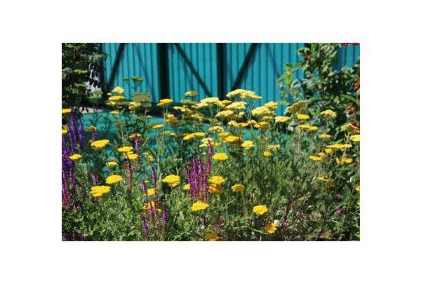 Beplantingsplan voor de tuin