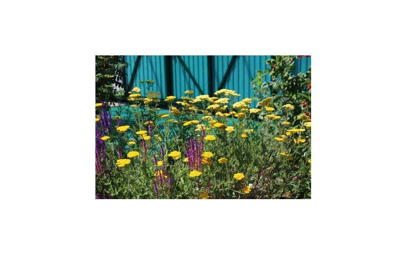 Beplantingsplan voor de tuin