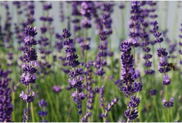 lavendel planten