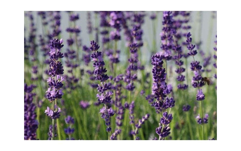 lavendel planten