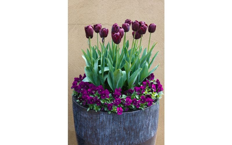 tulpenbollen