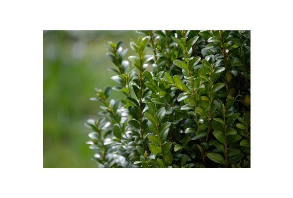 Buxus planten