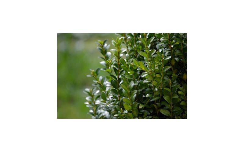 Buxus planten