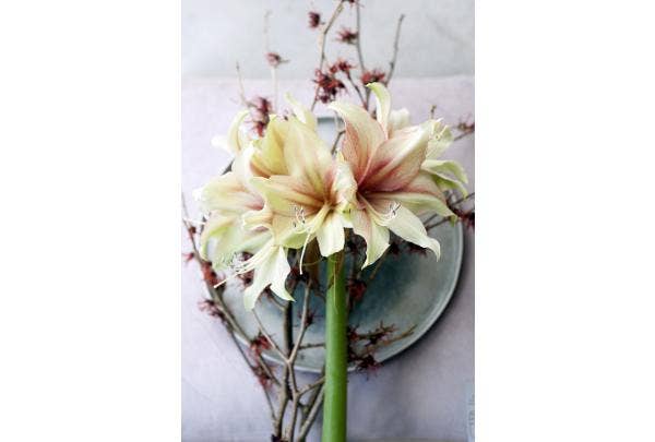 Hippeastrum (Amaryllis)