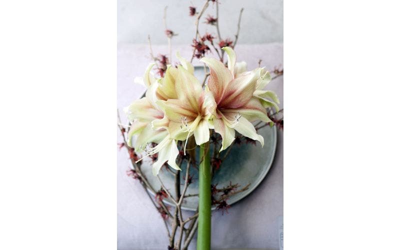 Hippeastrum (Amaryllis)