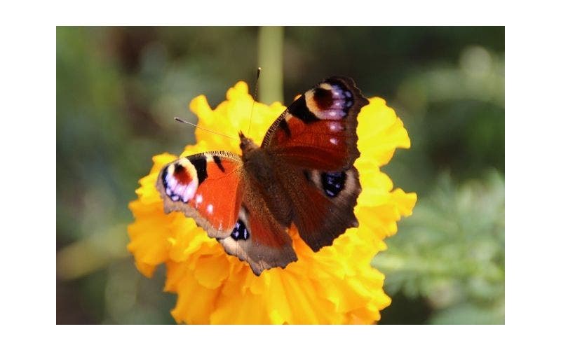 Insecten in de tuin