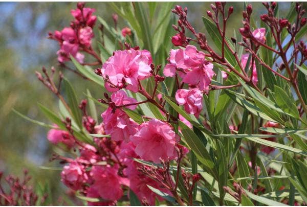 Oleander