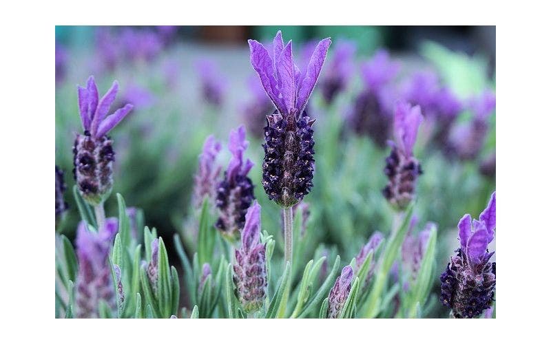 Lavandula stoechas