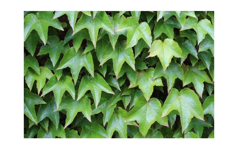 Wintergroene wand met klimop