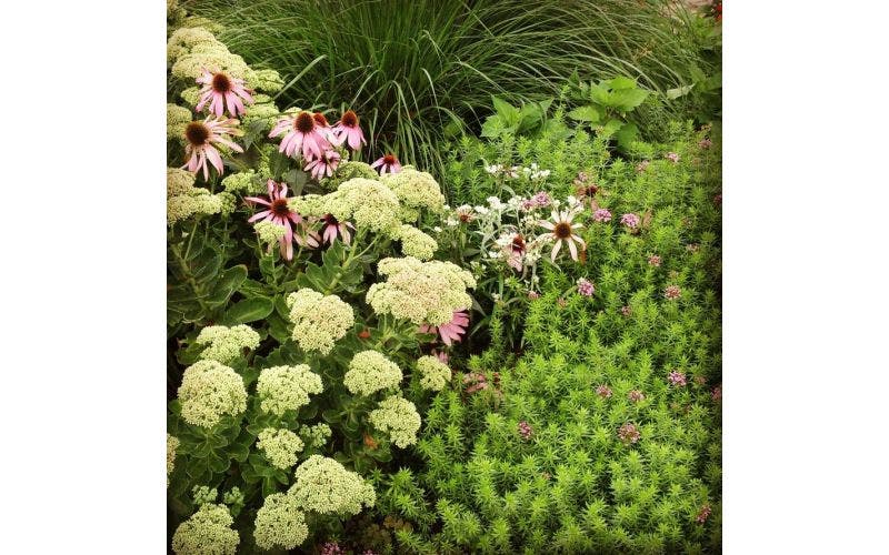 Planten combineren - vormcontrast