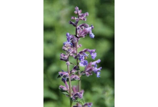 Kattenkruid (Nepeta)