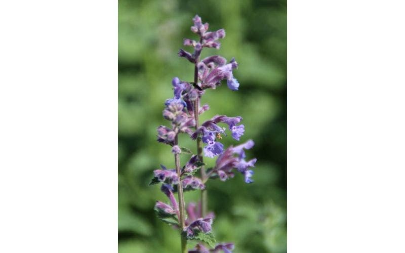 Kattenkruid (Nepeta)