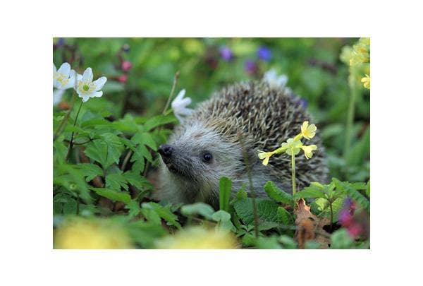 Egel in de tuin
