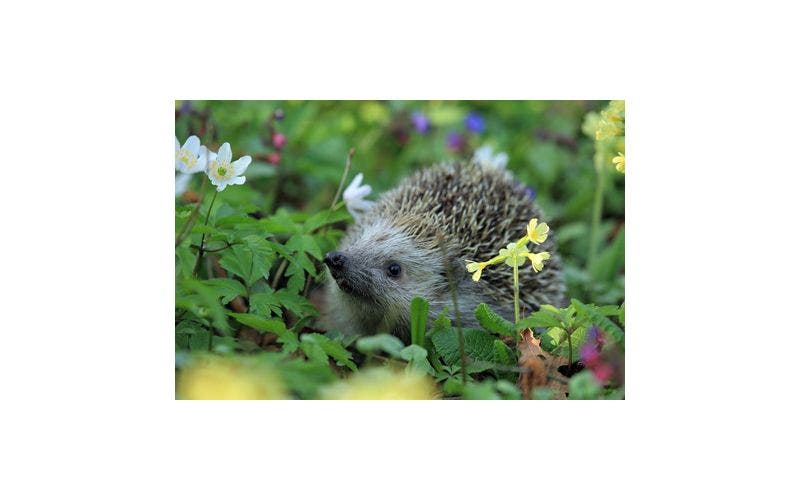 Egel in de tuin