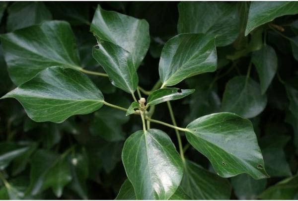 Klimop (Hedera)