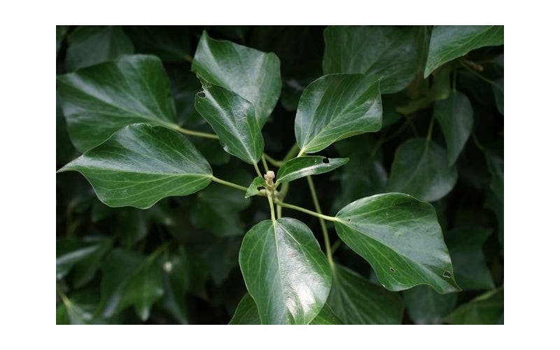 Klimop (Hedera)