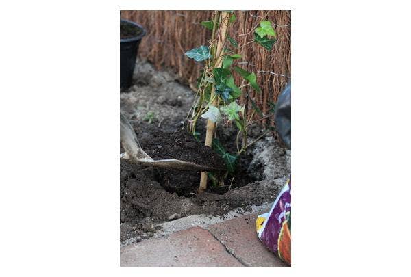 Klimop planten
