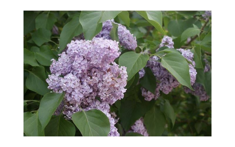 Sering - Syringa